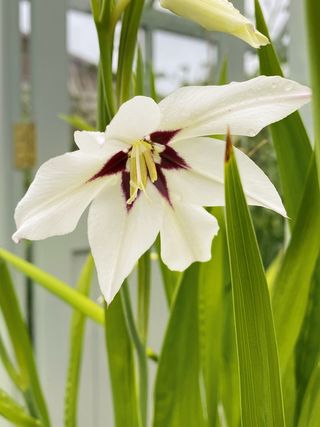 Gladiolus murielae.